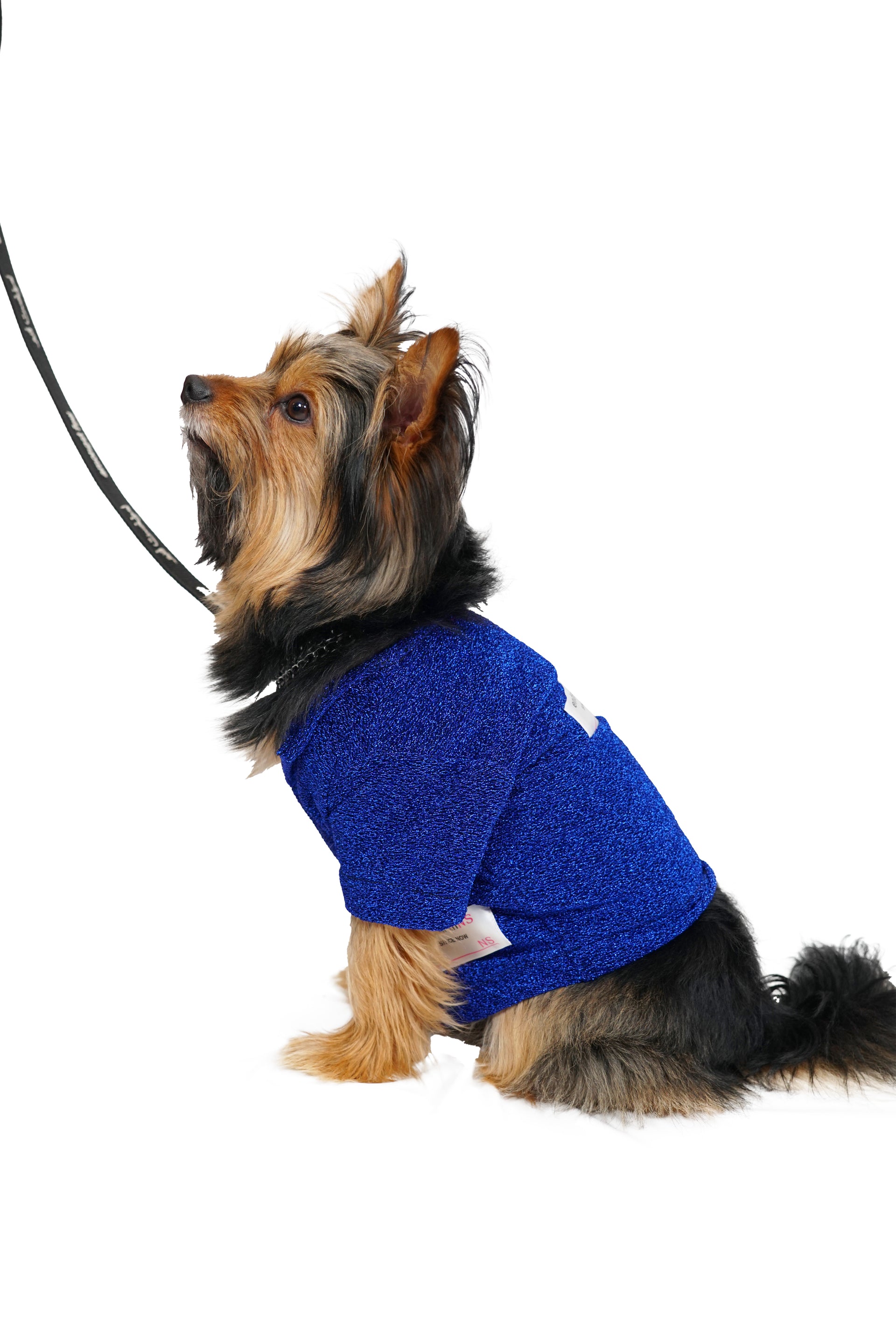 dog shirt - blue